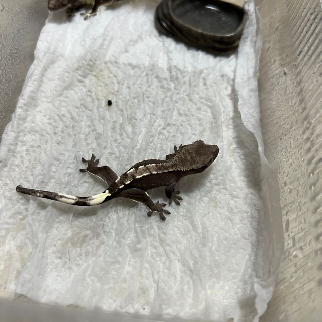 아잔틱