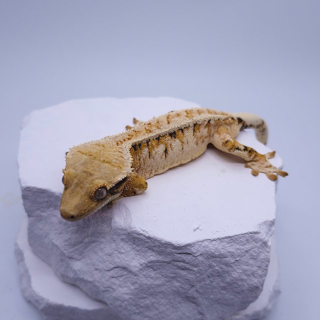 트라이 익스트림할리퀸 드리피 화이트스팟