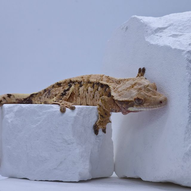 트라이