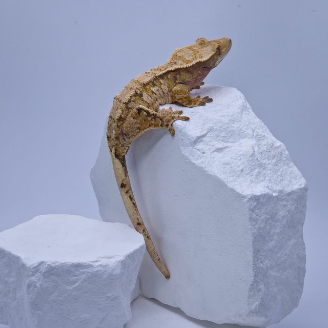 트라이