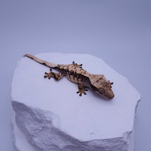 100%헷아잔틱