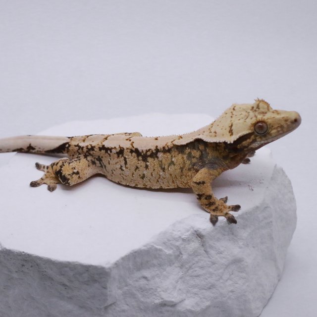 노멀 드리피 화이트스팟 트라이