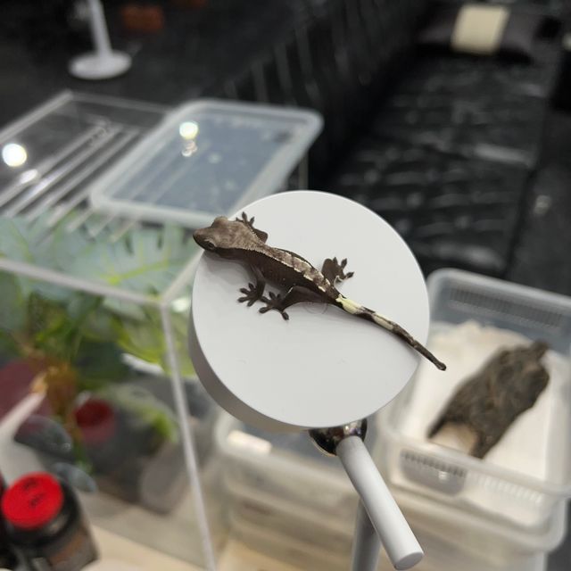아잔틱