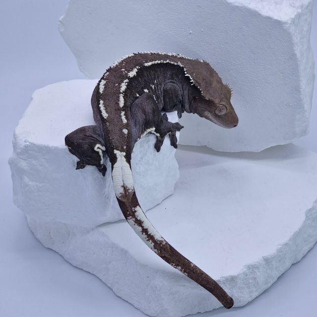 아잔틱
