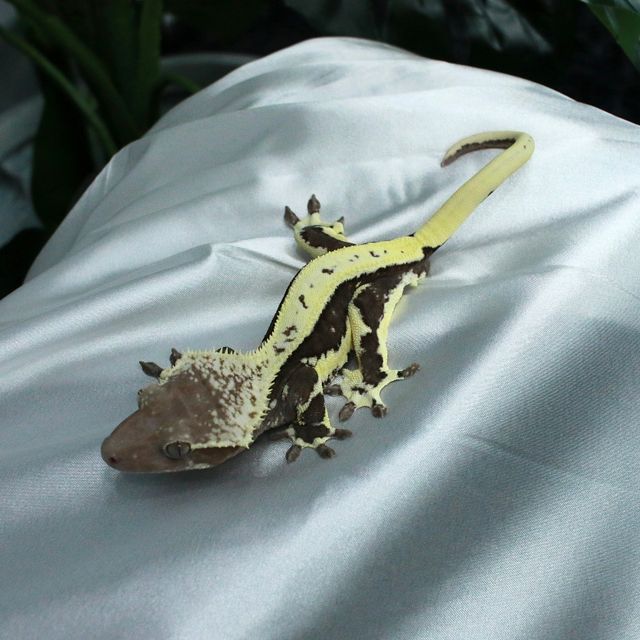 릴잔틱