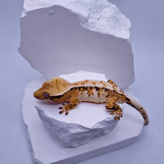 트라이