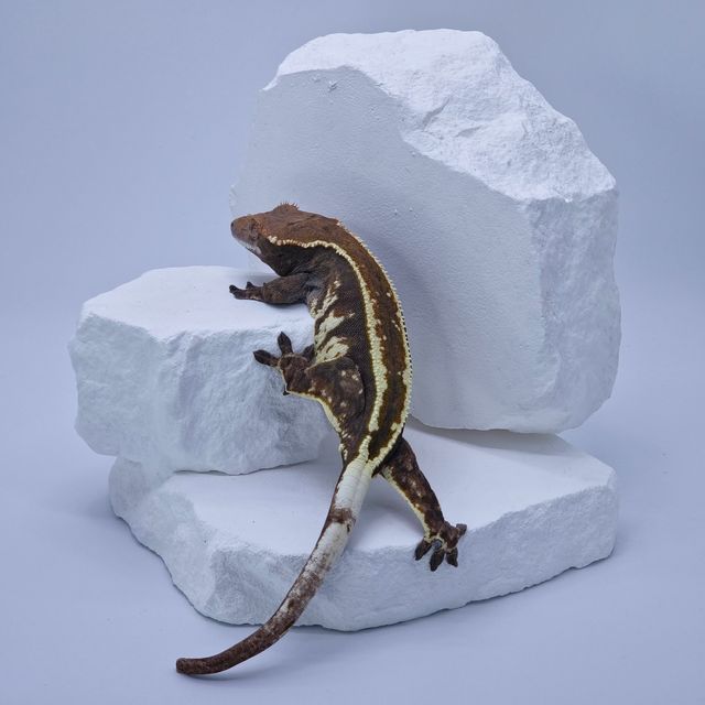 카푸치노