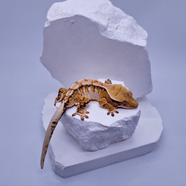트라이