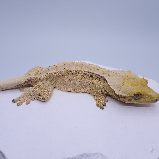 노멀 트라이 드리피 화이트 화이트스팟