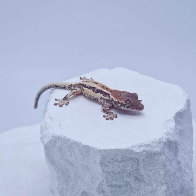 프라푸치노