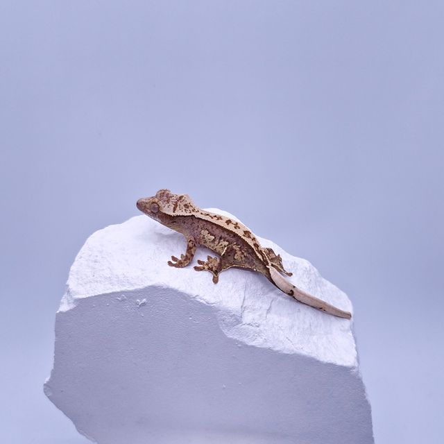 노멀 쿼드 풀핀