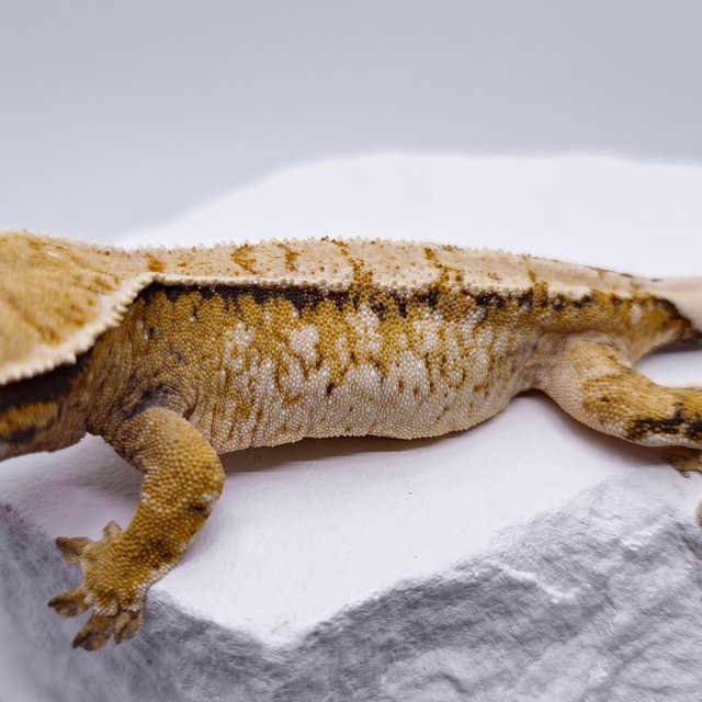 노멀 트라이 화이트스팟 익스트림할리퀸