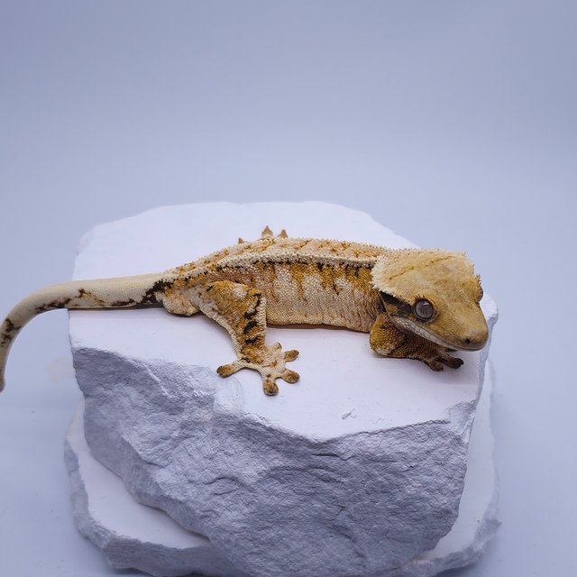 트라이 익스트림할리퀸 드리피 화이트스팟