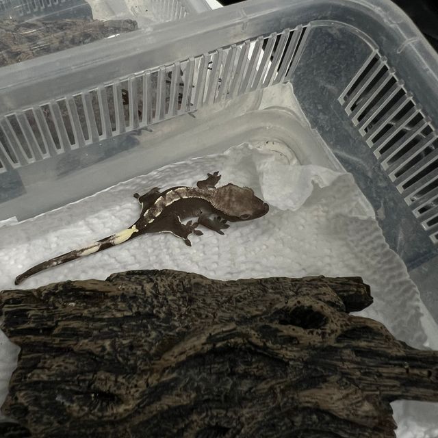 아잔틱