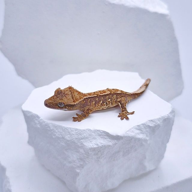 트라이