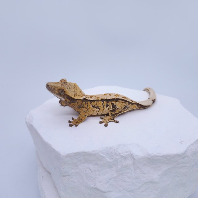 트라이 쿼드 풀핀 화이트핀 화이트스팟 화이트포트홀