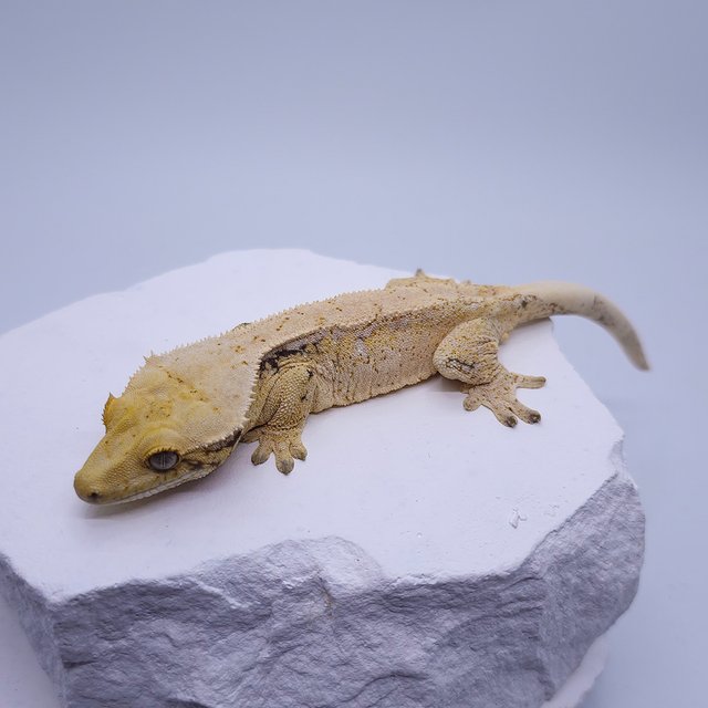 노멀 트라이 드리피 화이트 화이트스팟