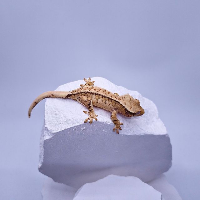 트라이
