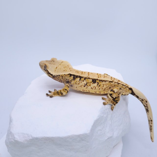 트라이