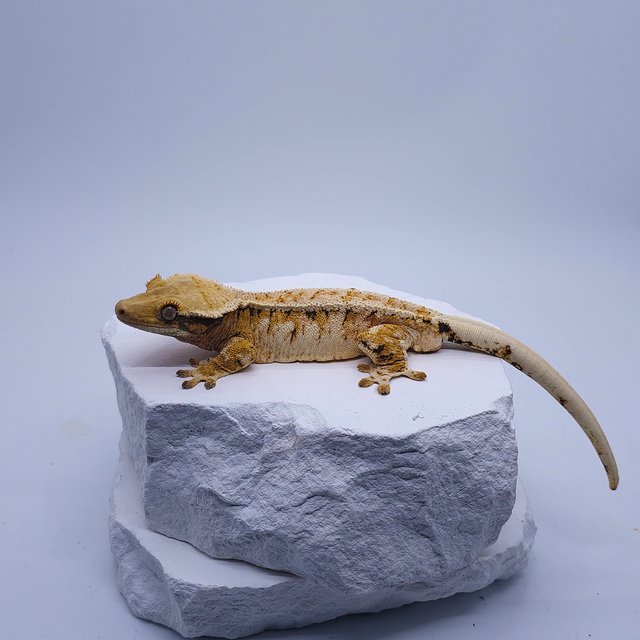 트라이 익스트림할리퀸 드리피 화이트스팟