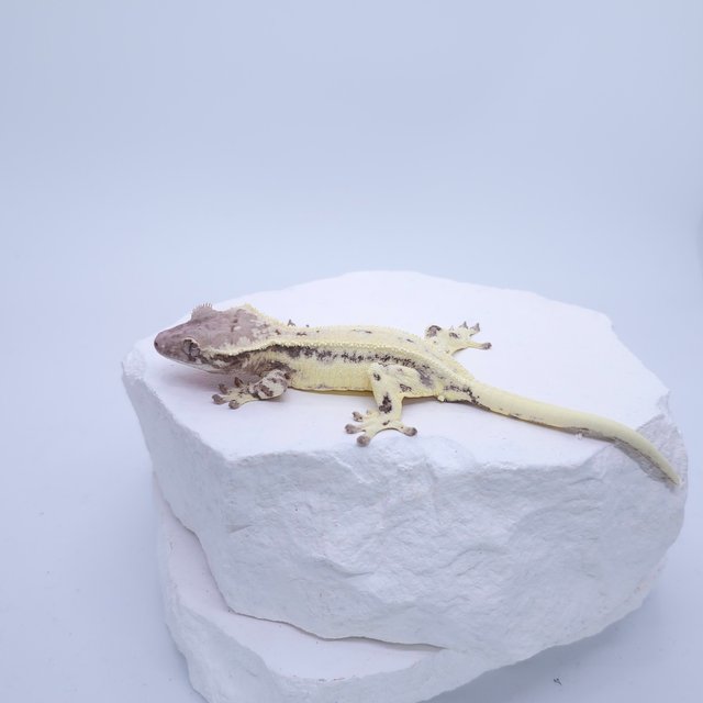 프라푸치노