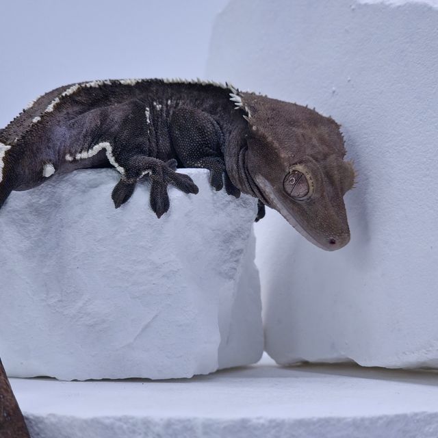 아잔틱