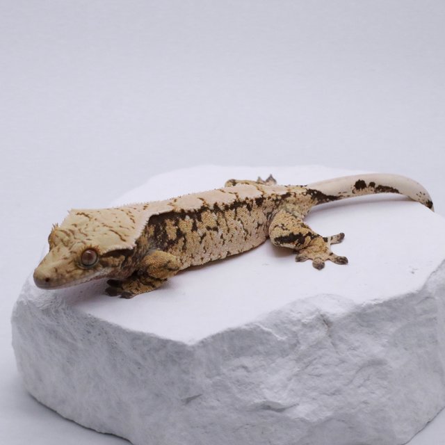 노멀 드리피 화이트스팟 트라이