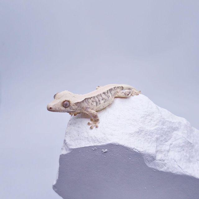 릴리100%헷아잔틱