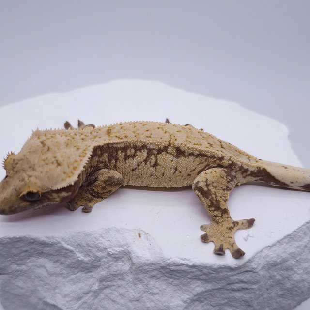 노멀 트라이 레드 드리피 화이트스팟