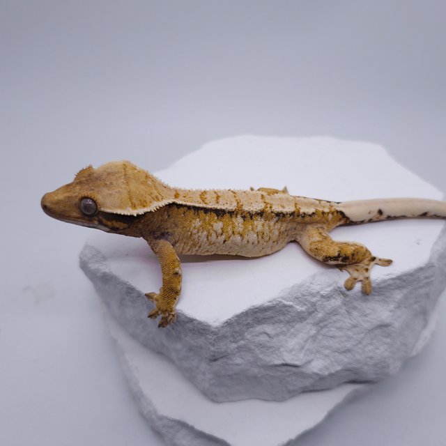 노멀 트라이 화이트스팟 익스트림할리퀸