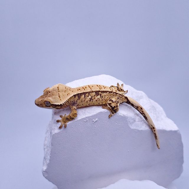 트라이