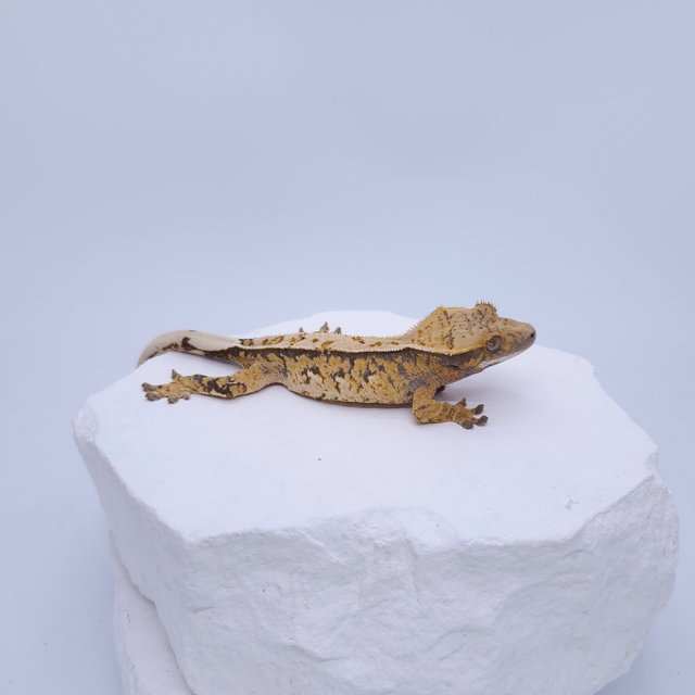 트라이 쿼드 풀핀 화이트핀 화이트스팟 화이트포트홀