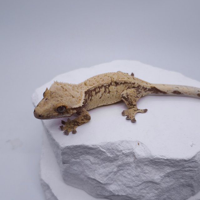 노멀 트라이 레드 드리피 화이트스팟