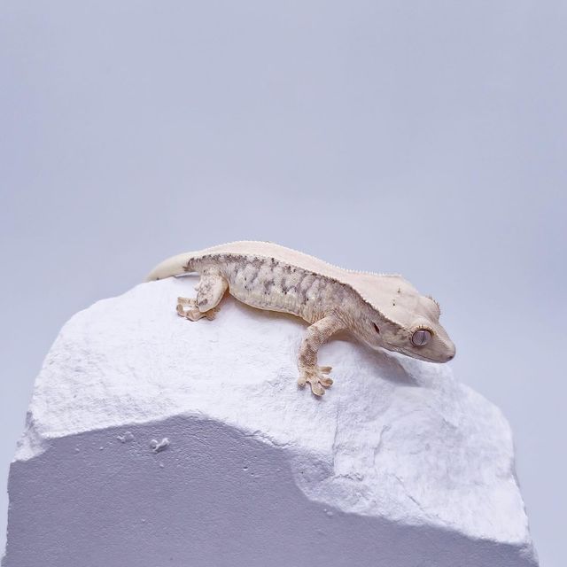 릴리100%헷아잔틱