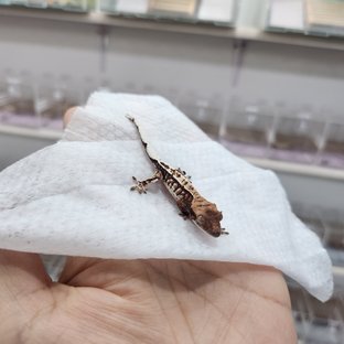 카푸치노 트라이 화이트