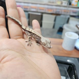 세이블