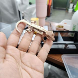 릴리 세이블