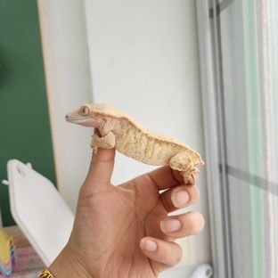 트라이 익스트림할리퀸