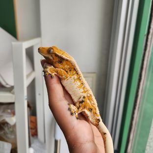 스무디