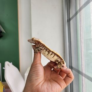 트라이 익스트림할리퀸