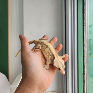 트라이 익스트림할리퀸