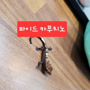 카푸치노 화이트