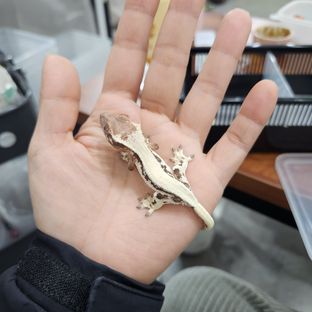 릴리 세이블
