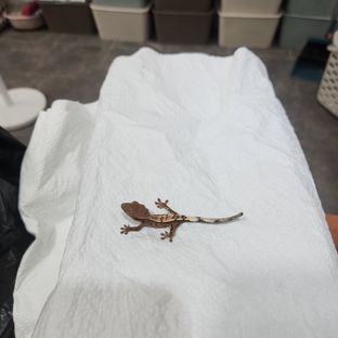 세이블