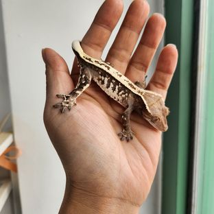 미호크