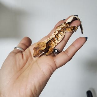 루즈