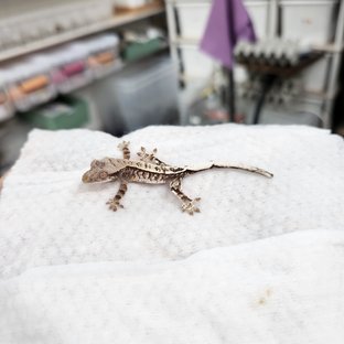 카푸치노 트라이 화이트