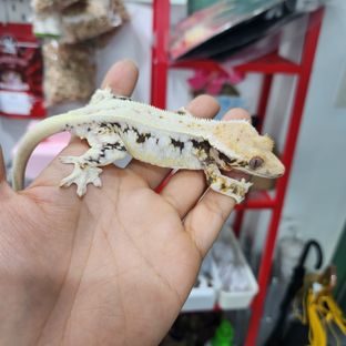 모네