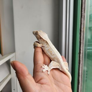 룰라
