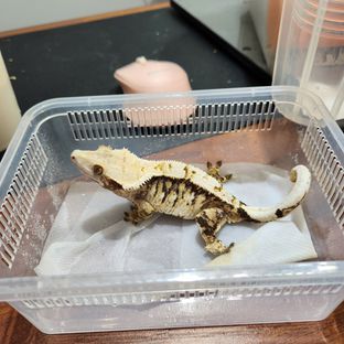 트라이 익스트림할리퀸